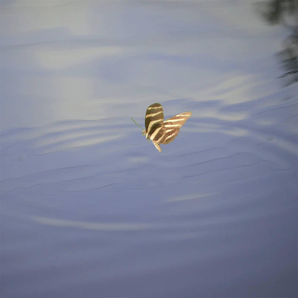 Water Butterfly II 